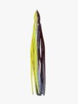Octopus Sup-Fish 10.5 - 12/14