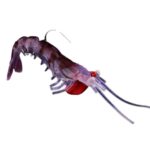 Leurre Fjord Stripe Shrimp
